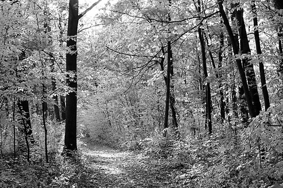 Papermoon Fototapete »Waldweg« günstig online kaufen