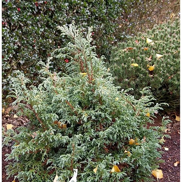 Zwerg Silberzypresse Baby Blue 15-20cm - Chamaecyparis pisifera günstig online kaufen