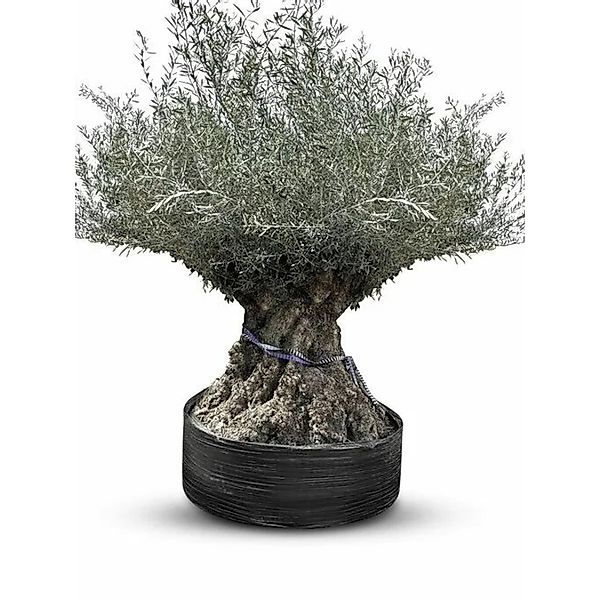 Sunny-Tree Winterharte Olivenbaum Bonsai 250 cm 275 Jahre Alter Olivenbaum günstig online kaufen