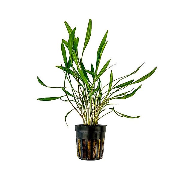 Aquaone Wasserpflanze Aquarium Pflanze Cryptocoryne pink panther Topf Nr.30 günstig online kaufen