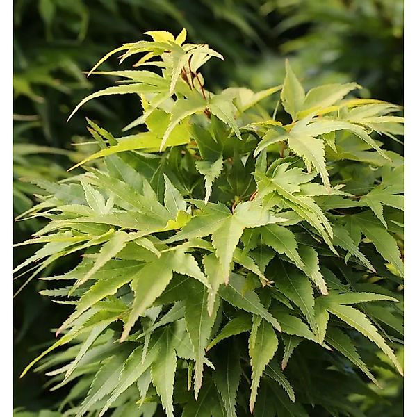Fächerahorn Mikawa Yatsubusa 40-60cm - Acer palmatum günstig online kaufen