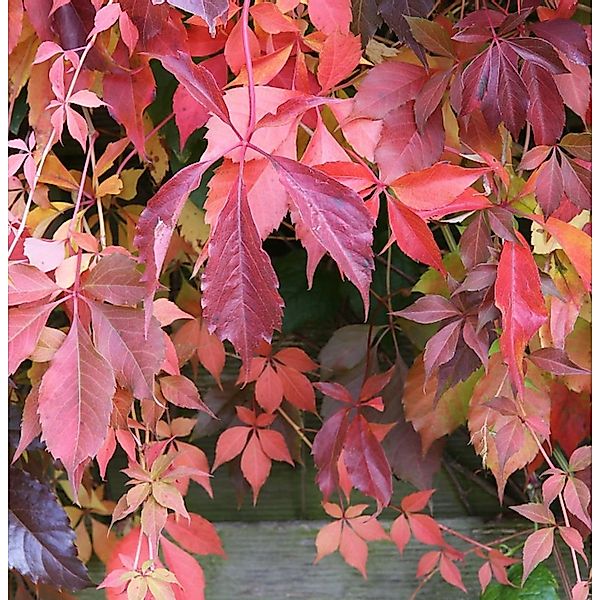 Selbstkletternde Jungfernrebe 40-60cm - Parthenocissus quinquefolia günstig online kaufen