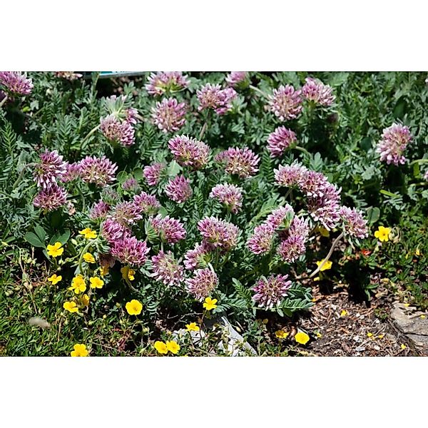 Anthyllis Montana Rubra Bergwundklee Ca. 9x9 cm Topf günstig online kaufen