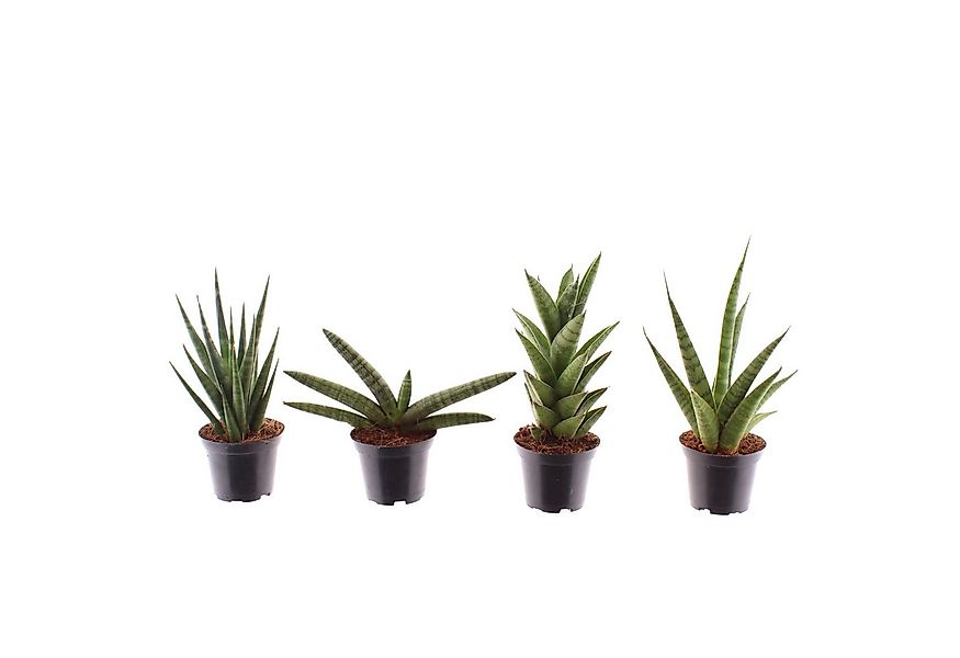 meinvipshop Zimmerpflanze Sansevieria cylindrica 4er Set Zimmerpflanze günstig online kaufen