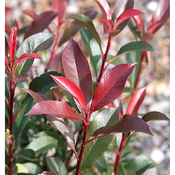 Glanzmispel Magical Vulcano 60-80cm - Photinia fraseri günstig online kaufen