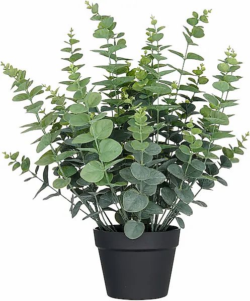 Creativ green Kunstpflanze »Eukalyptus gunnii« in UV-beständiger Ausführung günstig online kaufen