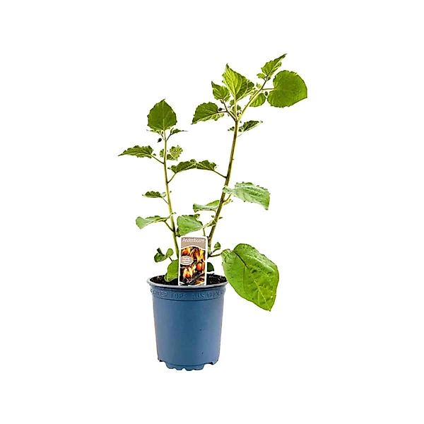Physalis Peruviana Andenbeere Essbar Ca. 11x11 Cm Topf günstig online kaufen