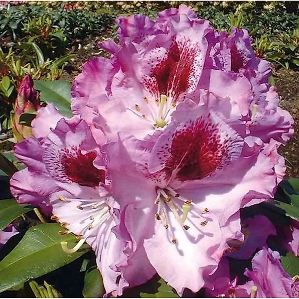 Großblumige Rhododendron Pfauenauge 50-60cm - Alpenrose günstig online kaufen