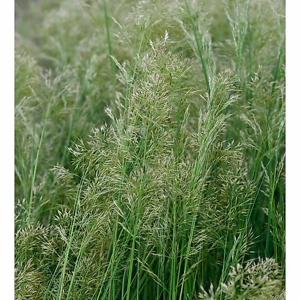 Reitgras Avalanche - großer Topf - Calamagrostis acutiflora günstig online kaufen