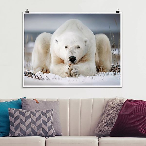 Poster Tiere - Querformat Nachdenklicher Eisbär günstig online kaufen