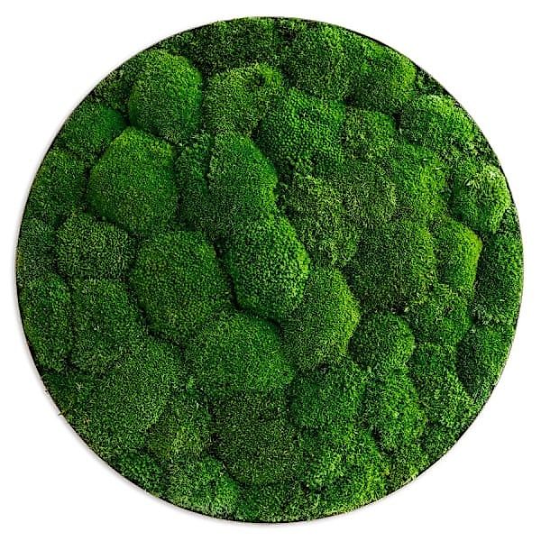 Moosbild im Kugelmoosdesign Ellipsoid | 54cm | Rahmen Edelstahl günstig online kaufen