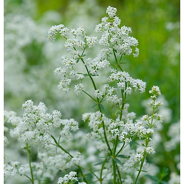 Nordisches Labkraut - Galium boreale günstig online kaufen