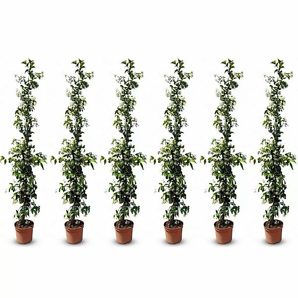 Sunny-Tree Toskanischer Jasmin 6 Stück Kletterpflanze und Außenpflanze  Wid günstig online kaufen