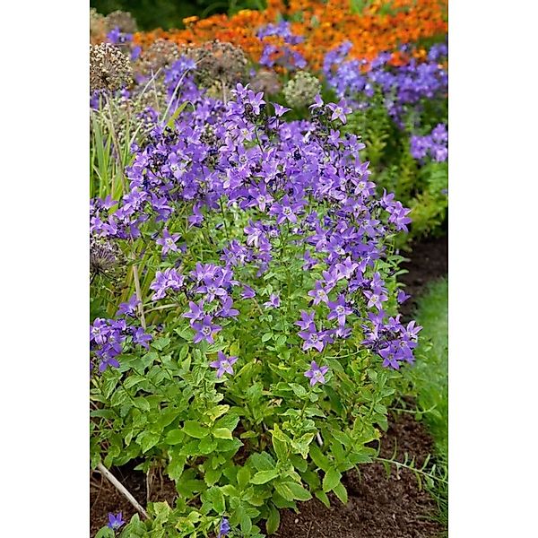 Campanula Lactiflora Superba Dolden Glockenblume Ca. 9x9 cm Topf günstig online kaufen
