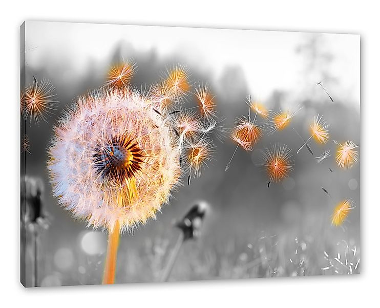 Pixxprint Leinwandbild Nahaufnahme Pusteblume Sonnenuntergang B&W günstig online kaufen