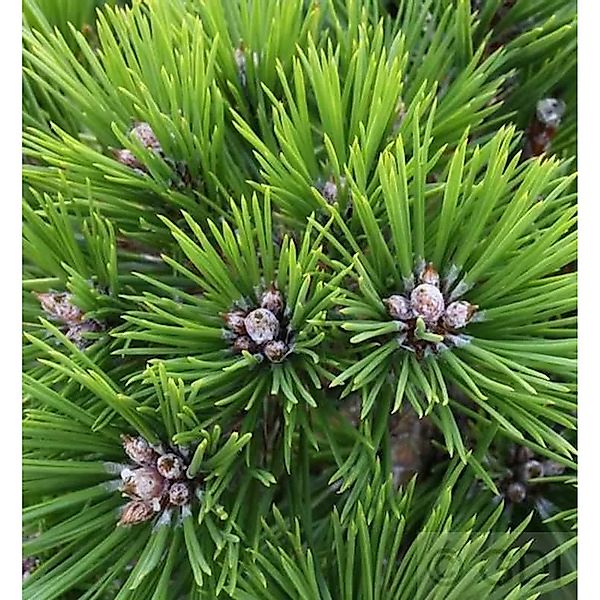 Japanische Rotkiefer Low Glow 30-40cm - Pinus densiflora günstig online kaufen