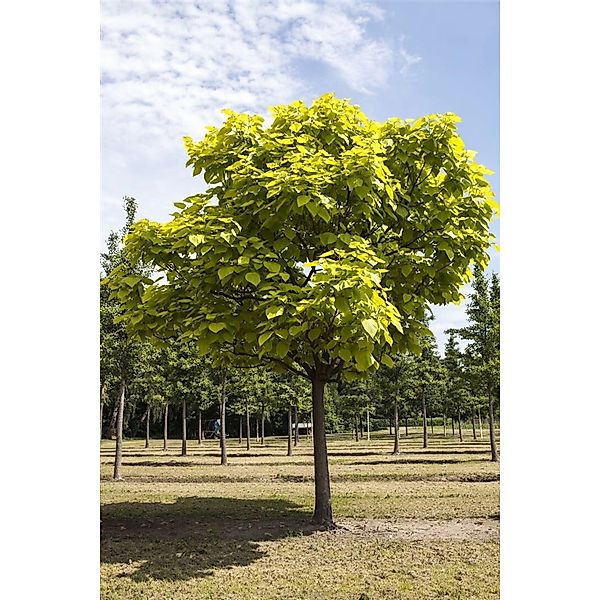 Catalpa Bignonioides Trompetenbaum 40–60 cm Ca. 12 cm Topf günstig online kaufen