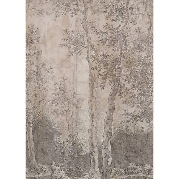 LOOKS by Wolfgang Joop Fototapete Vlies Birchtrees Grau 2,7 m x 3 m FSC® günstig online kaufen