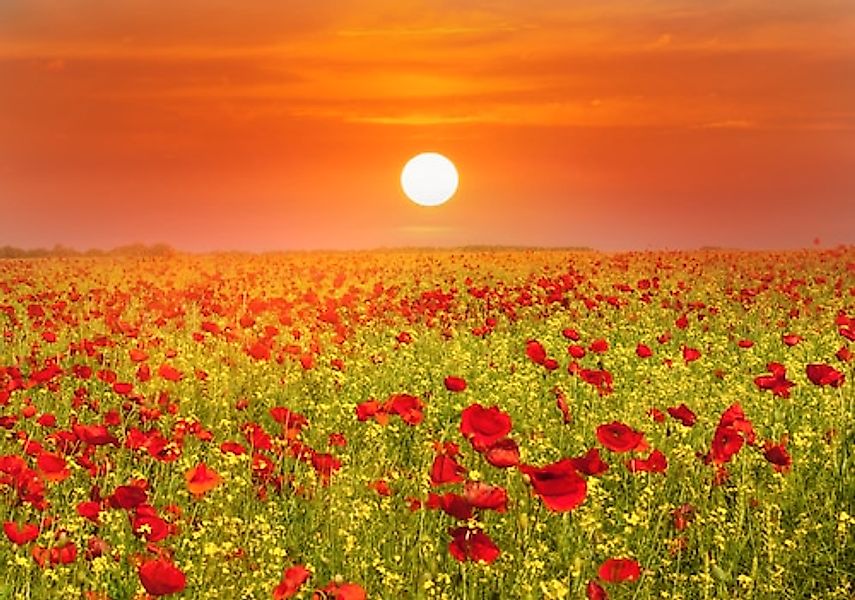 Papermoon Fototapete »Red Poppies Field« glatt günstig online kaufen