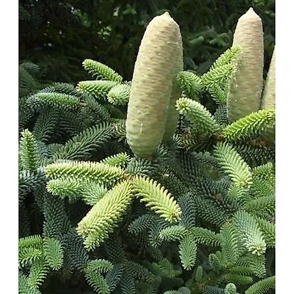 Blaugrüne spanische Tanne 30-40cm - Abies pinsapo günstig online kaufen