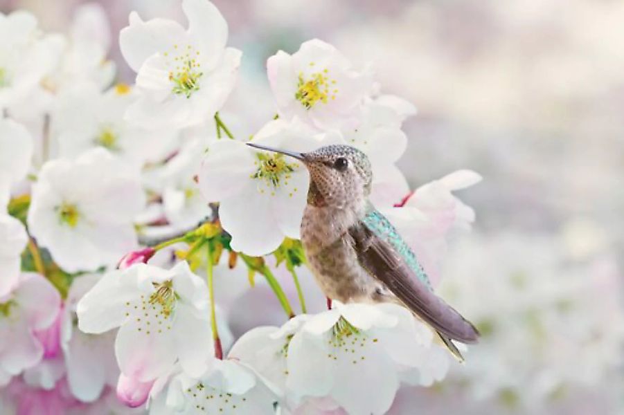 Papermoon Fototapete »Cherra Blossoms« günstig online kaufen