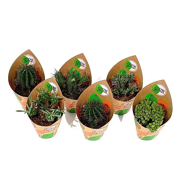 GROW by OBI Euphorbia 6-fach sortiert Topf-Ø ca. 5,5 cm günstig online kaufen