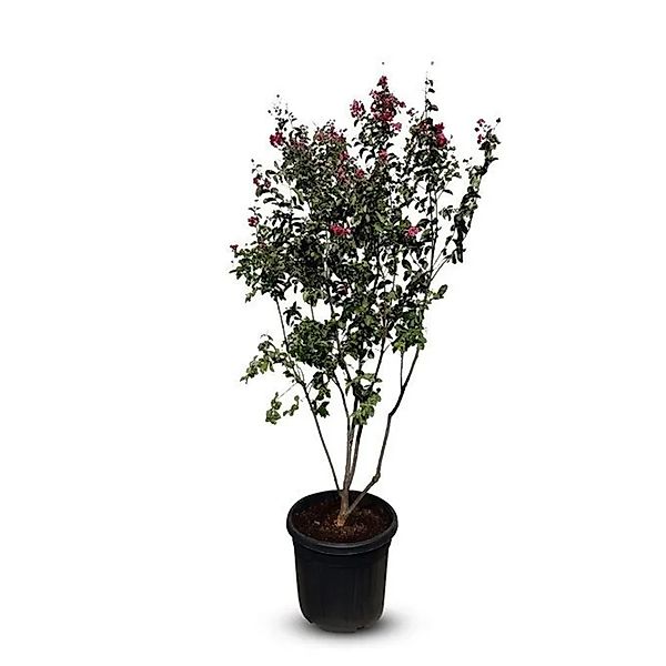 Sunny-Tree Lagerstroemia  Indica  Indischer Flieder    Multistamm 200 cm in günstig online kaufen