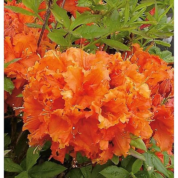 Azalee Gibraltar 50-60cm - Rhododendron luteum - Alpenrose günstig online kaufen