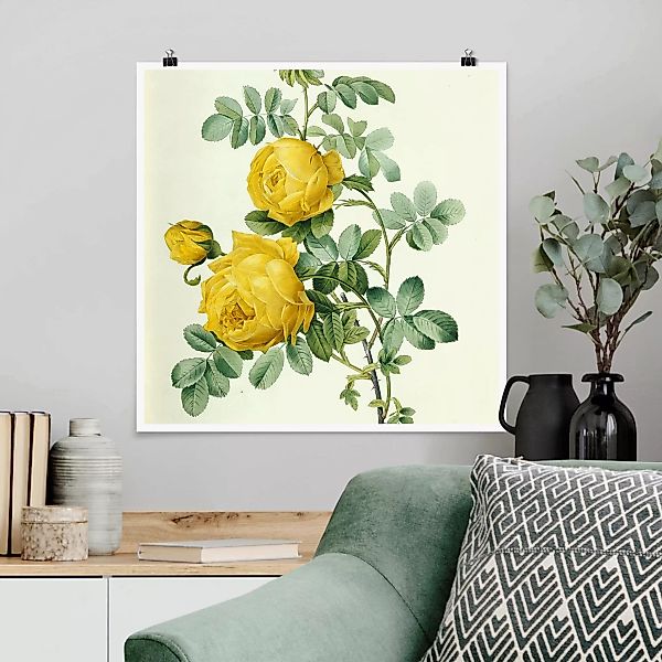 Poster Blumen - Quadrat Pierre Joseph Redouté - Rosa Sulfurea günstig online kaufen