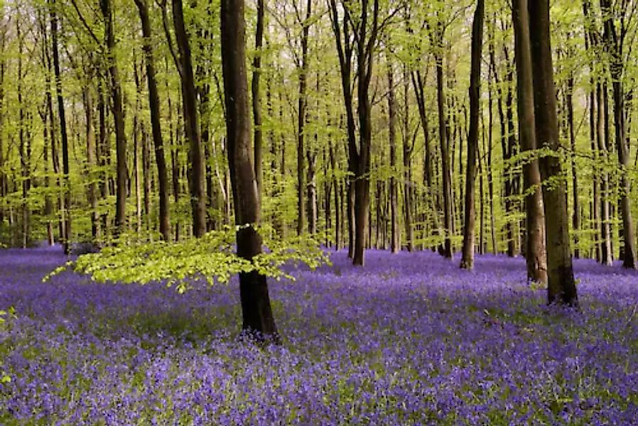 Papermoon Fototapete »Wald mit Blumenwiese« günstig online kaufen