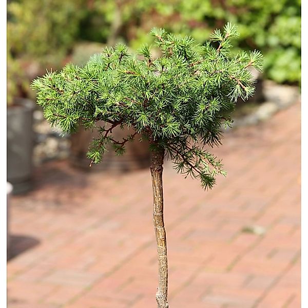 Hochstamm Europäische Lärche Puli 80-100cm - Larix decidua günstig online kaufen