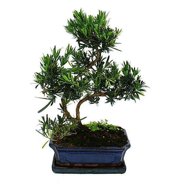 Exotenherz Bonsai Steineibe Podocarpus Macrophyllus ca. 12-15 Jahre günstig online kaufen
