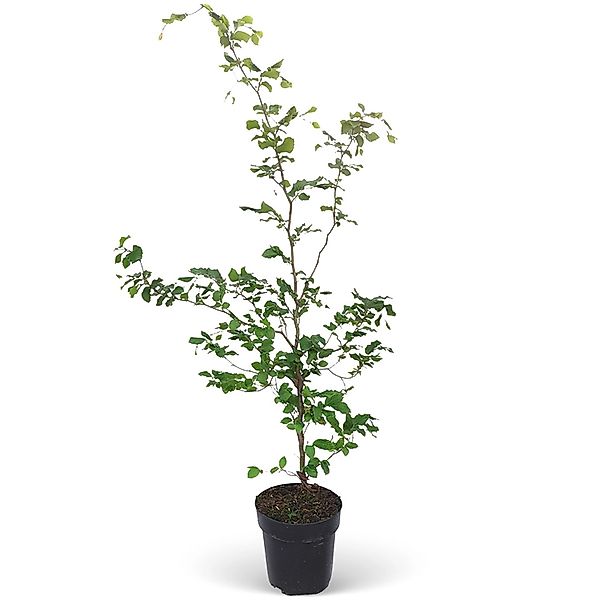 Rotbuche Set à 110 Stück Höhe ca. 125 - 150 cm Topf ca. 5 l Fagus sylvatica günstig online kaufen