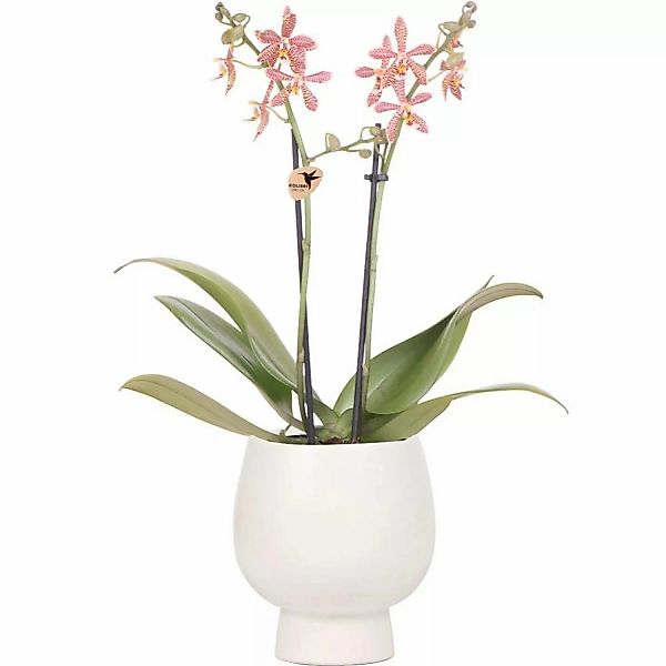 Kolibri Orange Phalaenopsis Orchidee Spider inScandic Weiß Topfgröße 9cm günstig online kaufen