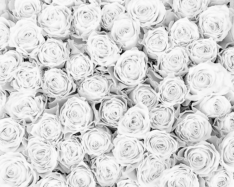 Fototapete "White Roses" 4,00x2,67 m / Glattvlies Brillant günstig online kaufen