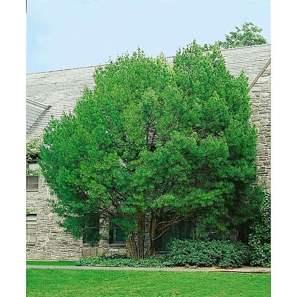 Pinus Bungeana Chinesische Weißkiefer 125–150 cm günstig online kaufen