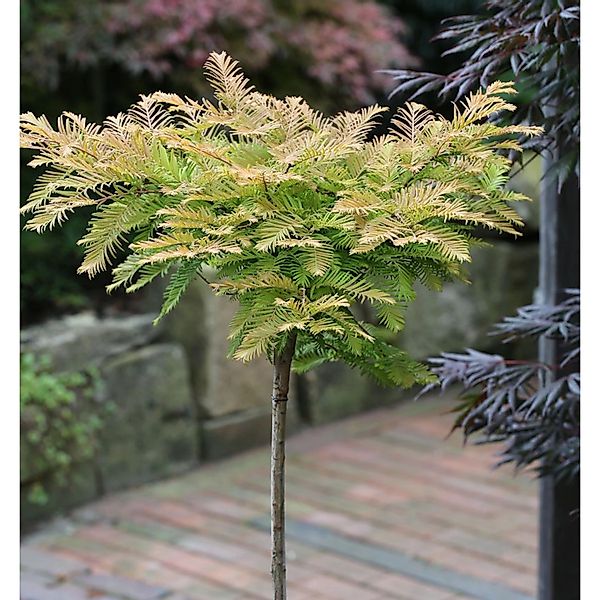 Hochstamm Kugel Urweltmammutbaum Matthaie 40-60cm - Metasequoia glyptostrob günstig online kaufen