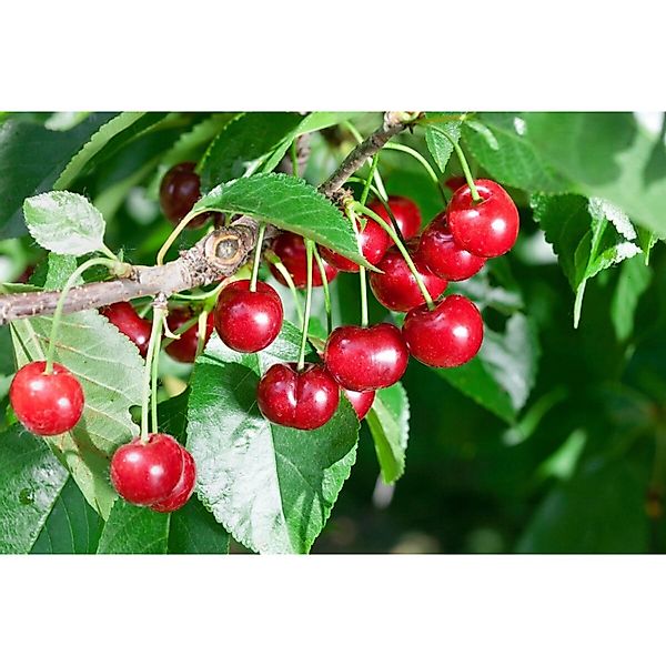 Prunus cer.'Rexelle'          CAC 150-200cm günstig online kaufen