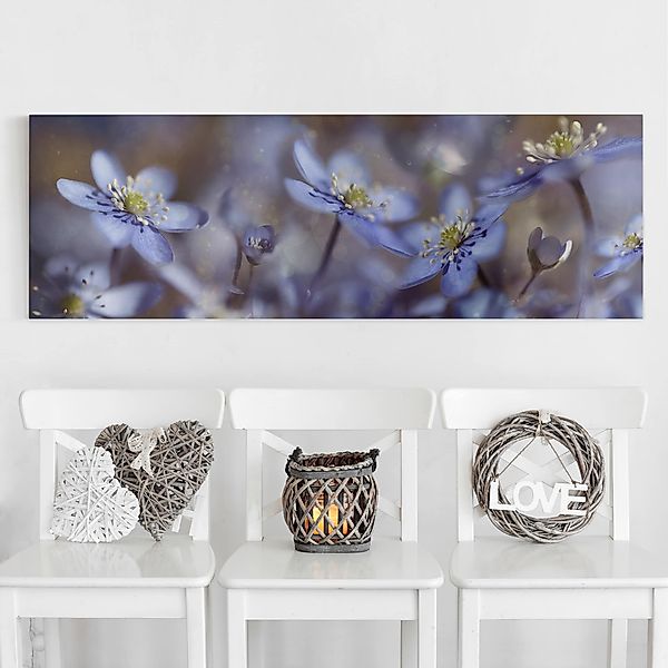 Leinwandbild - Panorama Anemonen in Blau günstig online kaufen