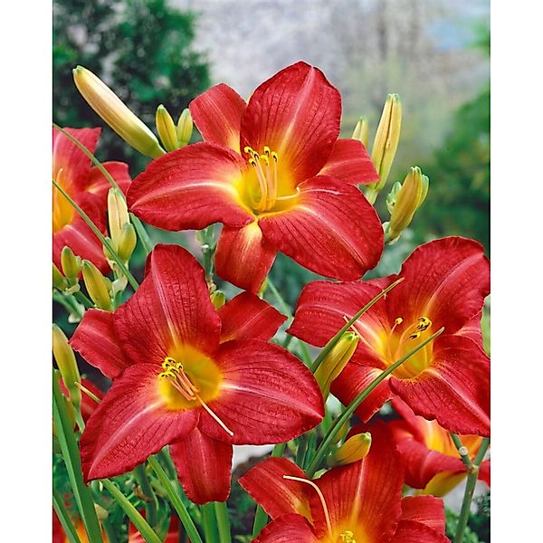 Hemerocallis X Cult King Of Hearts Taglilie Ca. 11x11 cm Topf günstig online kaufen