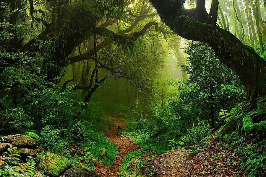 Papermoon Fototapete "TROPISCHER WALD- DSCHUNGEL" günstig online kaufen