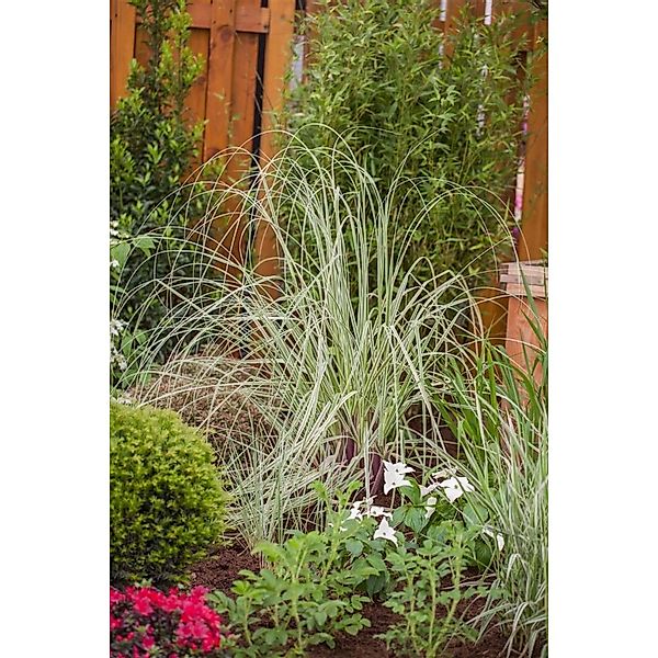Cortaderia Selloana Silver Star Pampasgras Silbrig 3-5 Liter Container günstig online kaufen