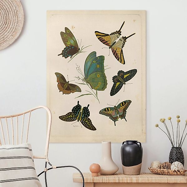 Leinwandbild Vintage Illustration Exotische Schmetterlinge günstig online kaufen