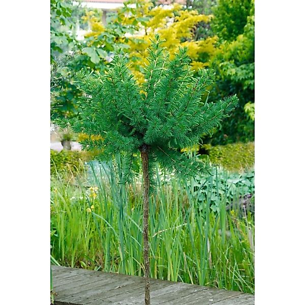Larix Decidua Kornik Europäische Lärche 80–100 cm Stammhöhe günstig online kaufen