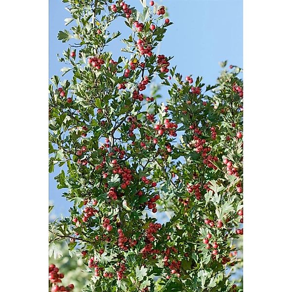 Crataegus Laciniata Weißdorn 125 cm Stammhöhe günstig online kaufen
