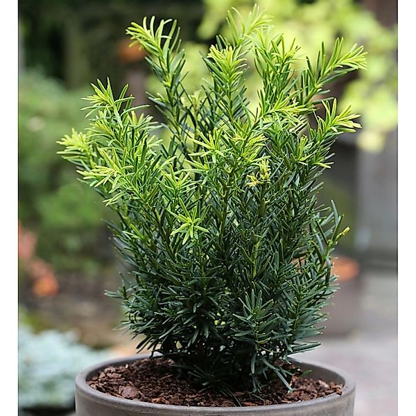 Japanische Zwergeibe Lescow 30-40cm - Taxus cuspidata günstig online kaufen