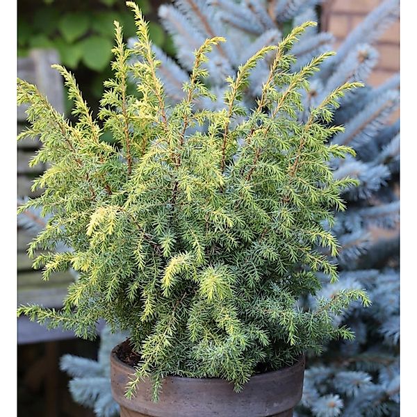 Heidewacholder Schneverdinger Goldmarie 80-100cm - Juniperus communis günstig online kaufen