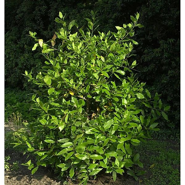 Lorbeerbaum Little Ragu 30-40cm - Laurus nobilis günstig online kaufen