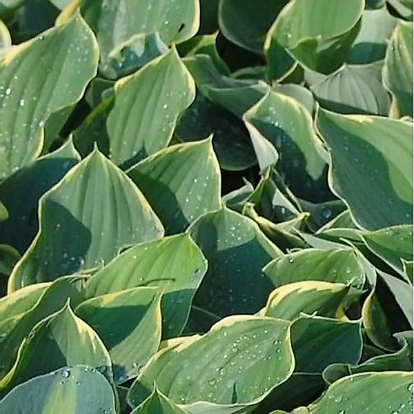 Herzblatt Lilie Sagae - Hosta fluctuans günstig online kaufen