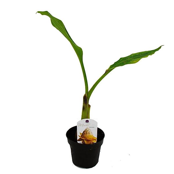 Exotenherz Winterharte Zierbanane Musella Lasiocarpa Golden Lotus Banane 12 günstig online kaufen